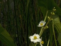 Sagittaria latifolia 8, Breed pijlkruid, Saxifraga-Jan van der Straaten